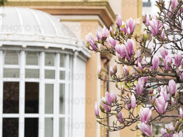 Pink magnolia flowers blooming on a tree branch in front of a building with a bay window, celebrating the arrival of spring
