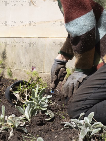 Gardener wearing gloves planting seedlings in fertile soil during sunny spring day