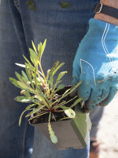 Gardener wearing gloves holding a small potted plant, ready for planting in an urban garden