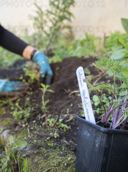 Planting a selinum wallichianum seedling in an urban garden
