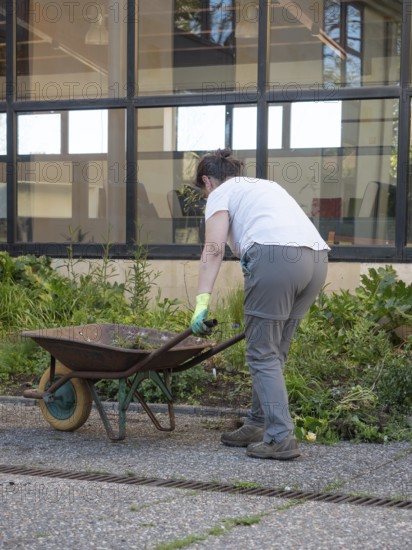 Woman working in urban garden, removing weeds and using a wheelbarrow