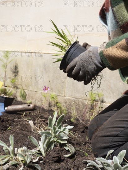 Gardener wearing gloves holding a black pot with ornamental grass, preparing to replant it in the ground