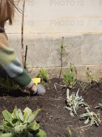Woman working in urban garden, planting seedlings and taking care of plants