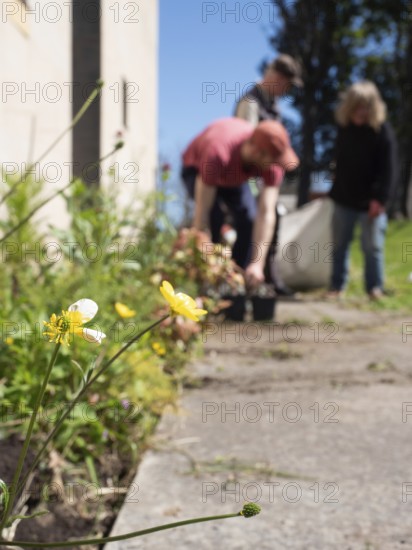 Gardeners taking care of flowers in a shared urban garden during a sunny spring day