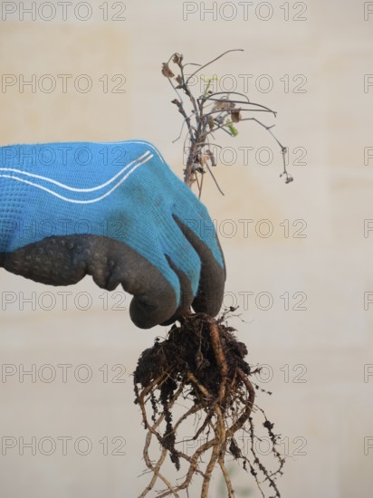 Gloved hand holding dry plant with exposed roots, ready for urban gardening tasks