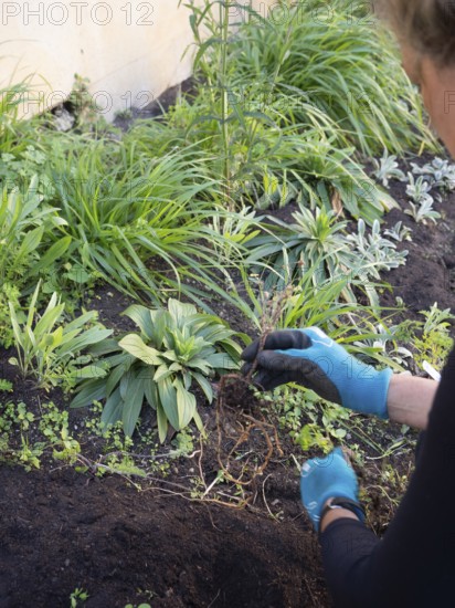 Gardener wearing gloves removing weed roots during urban gardening activity
