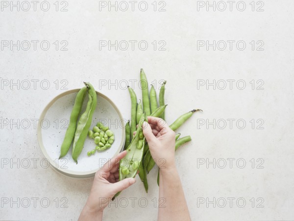 Chef hands shelling fresh raw broad beans from their pods on a kitchen table, healthy eating and cooking concept