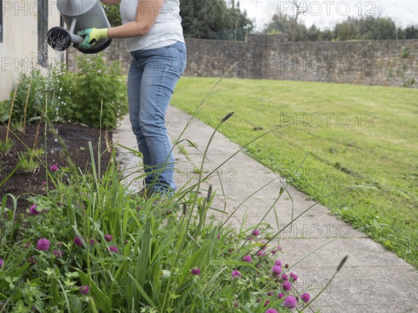 Gardener watering plants with watering can in a garden next to a stone wall