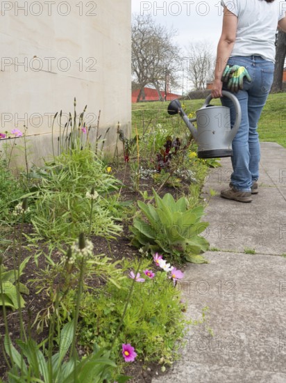 Woman watering plants in a backyard garden, taking care of her flowers and vegetables