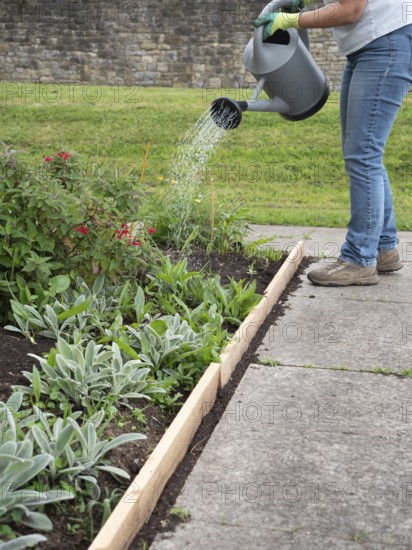Gardener wearing gloves is watering plants in a raised flower bed using a watering can
