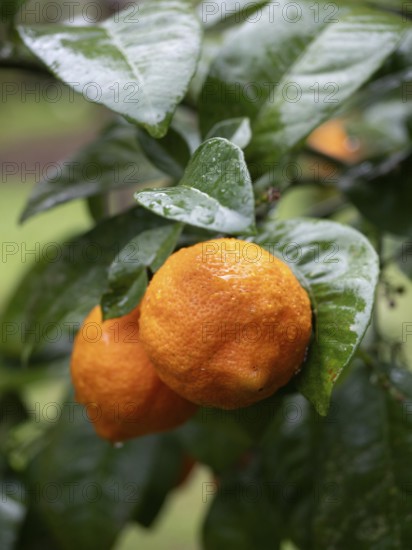 Two ripe oranges covered with raindrops hanging on a tree branch, ready to be harvested