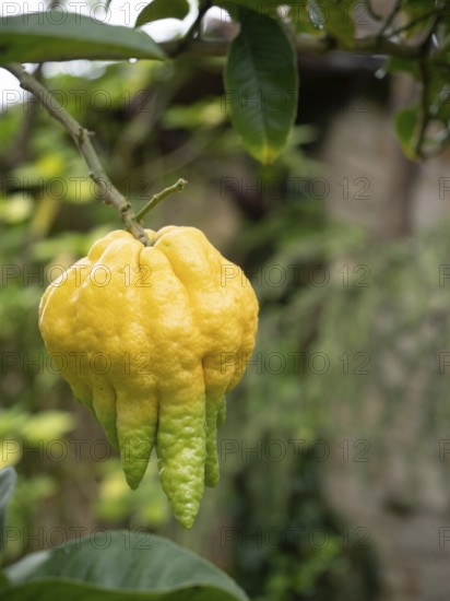 Close-up of a ripe buddha's hand citron fruit hanging from a branch, showcasing its unique finger-like segments