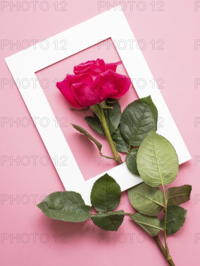 Beautiful pink rose with green leaves arranged on a pink background and placed through a white frame, creating a romantic and elegant composition