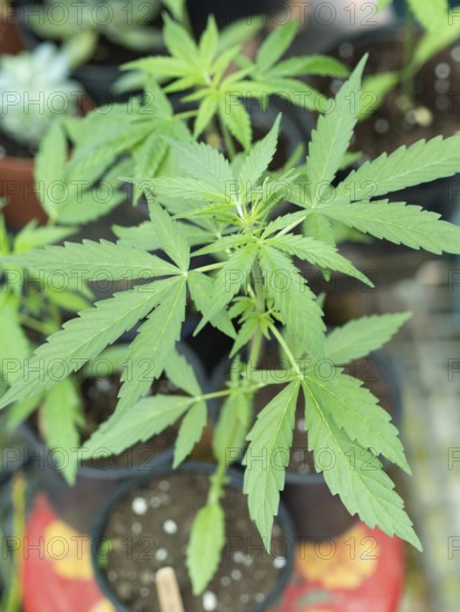 Close-up of a young cannabis plant in a pot, highlighting its vibrant green leaves and stem
