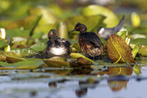 Black-necked Grebe (Podiceps nigricollis) at the nest with young, Danube Delta, Romania