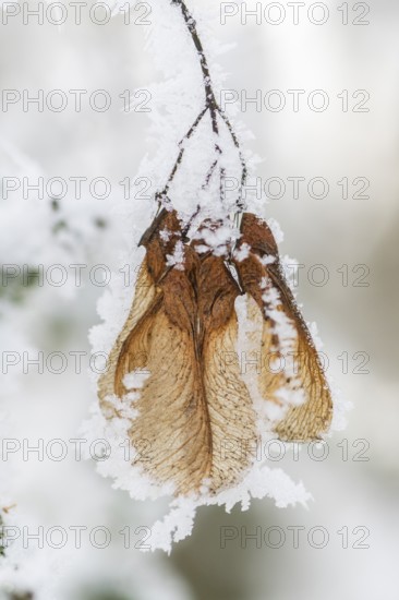 Ice crystals from roarfrost on Amur maple (Acer tataricum subsp. ginnala) seeds at sunshine in winter, Bavaria, Germany