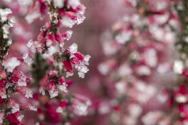 Ice crystals from roarfrost on a winter-flowering heather (Erica carnea) branch at sunshine in winter, Bavaria, Germany