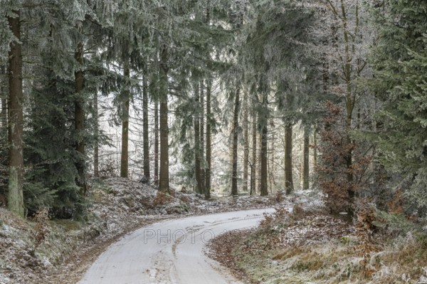 Forest road going through a mixed forest white from roarfrost on a sunny day in winter, Bavaria, Germany