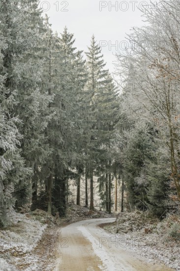 Forest road going through a mixed forest white from roarfrost on a sunny day in winter, Bavaria, Germany