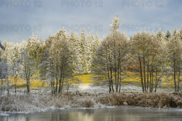 A frozen pont in a valley surrounded by a mixed forest with norway spruce (Picea abies) and European beech (Fagus sylvatica) white from roarfrost, on a sunny day in winter, Bavaria, Germany