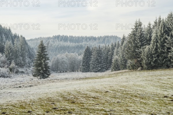 Meadow in a valley surrounded by a mixed forest with norway spruce (Picea abies) and European beech (Fagus sylvatica) white from roarfrost, on a sunny day in winter, Bavaria, Germany