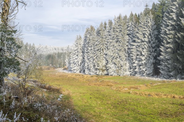 Meadow in a valley surrounded by a mixed forest with norway spruce (Picea abies) and European beech (Fagus sylvatica) white from roarfrost, on a sunny day in winter, Bavaria, Germany
