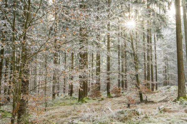 Mixed forest with norway spruce (Picea abies) and European beech (Fagus sylvatica) white from roarfrost, on a sunny day in winter, Bavaria, Germany