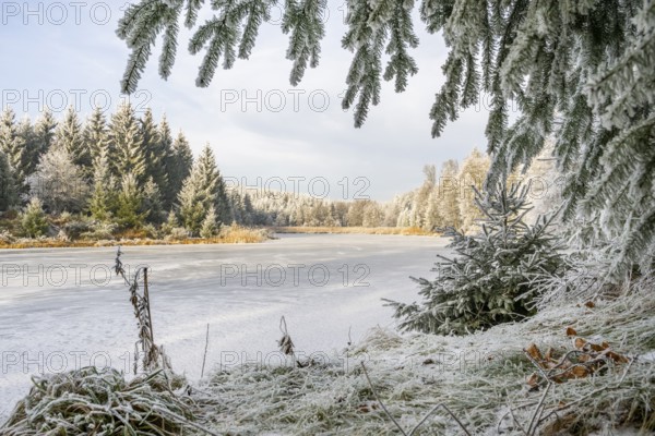 A frozen pont in a valley surrounded by a mixed forest with norway spruce (Picea abies) and European beech (Fagus sylvatica) white from roarfrost, on a sunny day in winter, Bavaria, Germany