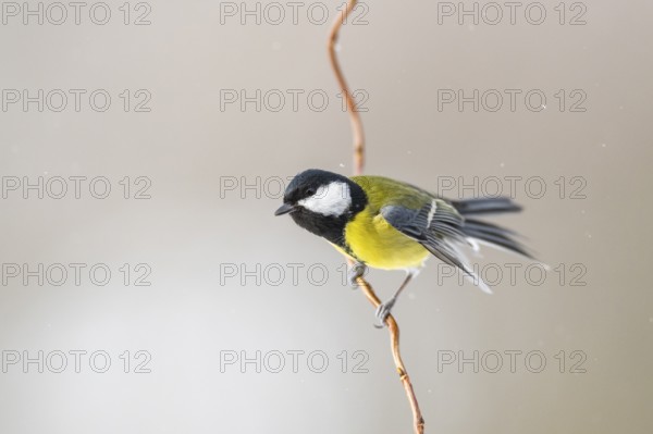 Great tit (Parus major) sitting on a branch, Bavaria, Germany