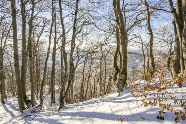 European beech (Fagus sylvatica) trees in a forest with hoarfrost on the branches in winter, Vápec, Horná Poruba, Slovakia