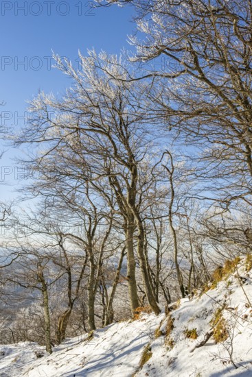 European beech (Fagus sylvatica) trees in a forest with hoarfrost on the branches in winter, Vápec, Horná Poruba, Slovakia