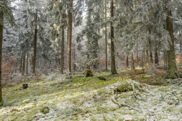 Mixed forest with norway spruce (Picea abies) and European beech (Fagus sylvatica) white from roarfrost, on a sunny day in winter, Bavaria, Germany
