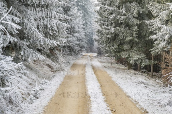 Forest road going through a mixed forest white from roarfrost on a sunny day in winter, Bavaria, Germany