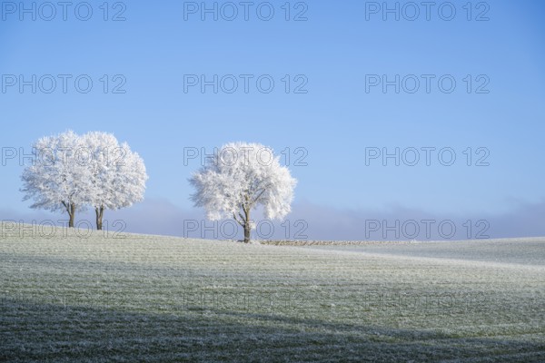 Silver lime trees (Tilia tomentosa) with hoarfrost on the branches standing on a meadow on a sunny day with blue sky in the background in winter, Bavaria, Germany