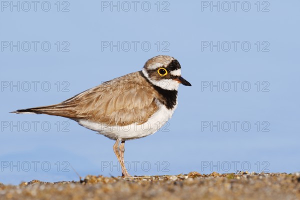 Little Ringed Plover (Charadrius dubius), North Rhine-Westphalia, Germany
