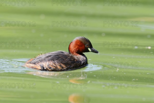 Little grebe (Tachybaptus ruficollis), North Rhine-Westphalia, Germany