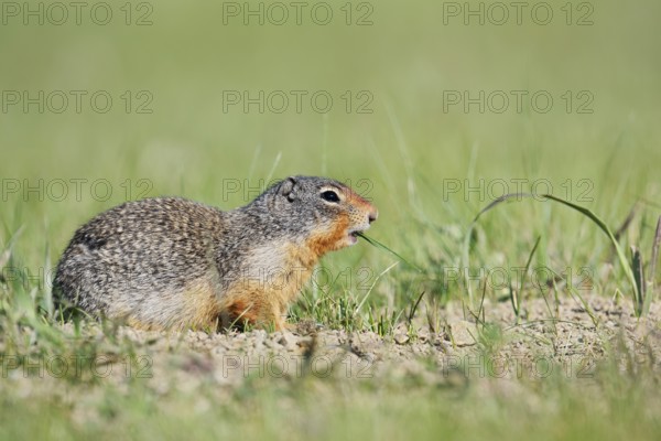 Columbia ground squirrel (Urocitellus columbianus, Spermophilus columbianus), Jasper National Park, Alberta, Canada