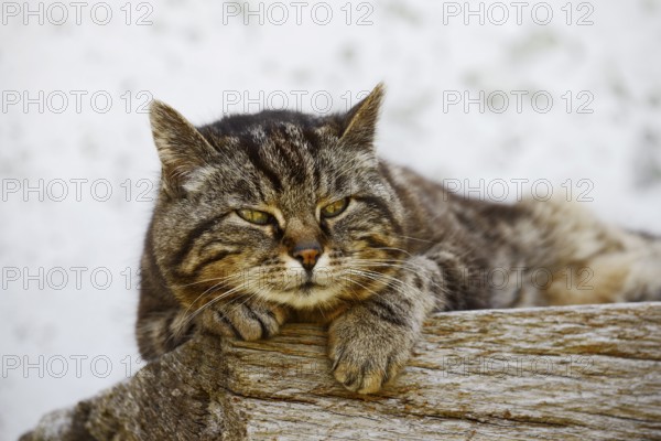 Domestic cat (Felis catus) lying on a wooden bench, Brittany, France