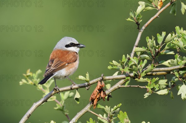 Red-backed shrike (Lanius collurio), male, North Rhine-Westphalia, Germany