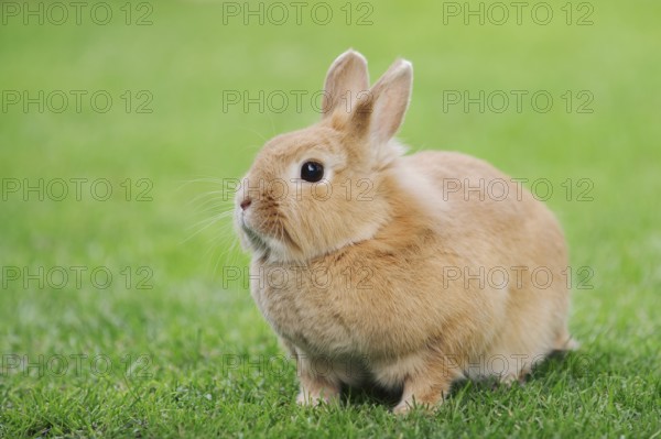 Dwarf rabbit (Oryctolagus cuniculus forma domestica) in a meadow, North Rhine-Westphalia, Germany