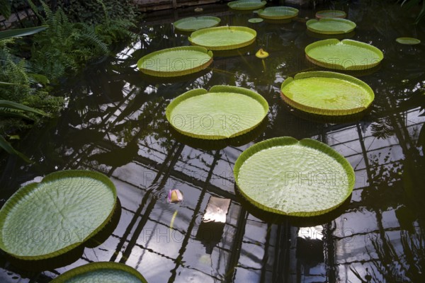 Victoria or giant waterlil, a genus of aquatic herbs in the plant family Nymphaeaceae, greenhouse at the botanical garden Münster, North Rhine-Westphalia, Germany