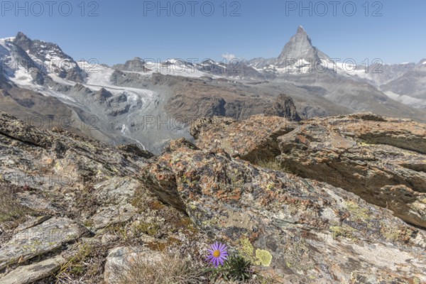A solitary purple wildflower Aster des Alpes (Aster alpinus) rises from the rocky ground and displays its vibrant colour against the stone. The Matterhorn mountain towers majestically in the background on a bright day. Zermatt, Valais, Alps, Swiss