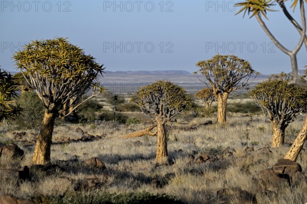 Quiver trees (Aloe dichotoma), quiver tree forest near Keetmanshoop, Karas Region, Namibia