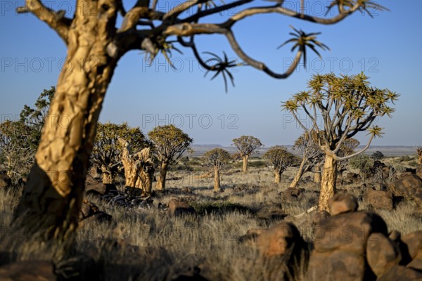 Quiver trees (Aloe dichotoma), quiver tree forest near Keetmanshoop, Karas Region, Namibia
