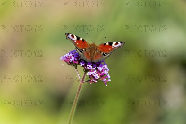 Butterfly, peacock butterfly (Aglais io), Purpletop vervain (Verbena bonariensis), Burgstemmen, Nordstemmen, Lower Saxony, Germany