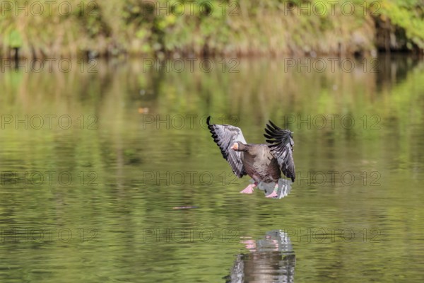 An adult greylag goose (Anser anser) lands on a lake on a sunny day. Bavaria, Germany