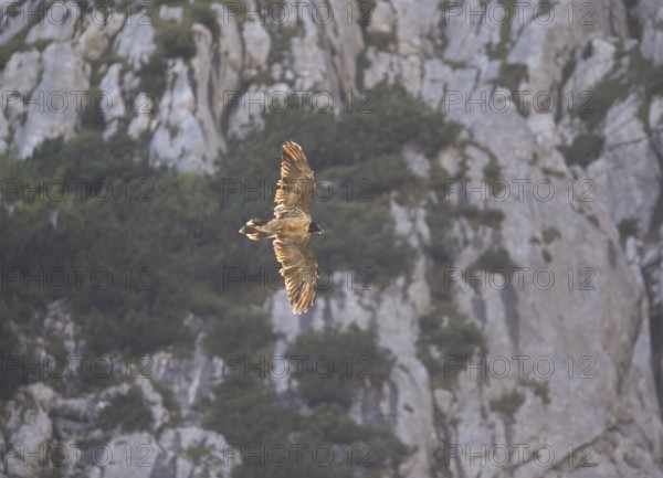 Bearded vulture (Gypaetus barbatus), Berchtesgaden, Alps, Bavaria, Germany