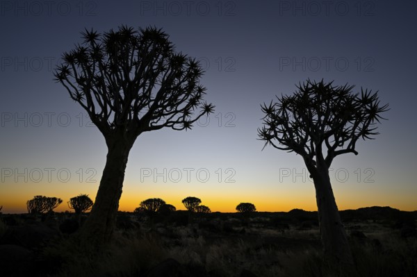 Quiver trees (Aloe dichotoma), blue hour, quiver tree forest near Keetmanshoop, Karas Region, Namibia