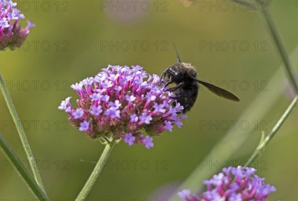 Wood bee (Xylocopa), Purpletop vervain (Verbena bonariensis), Burgstemmen, Nordstemmen, Lower Saxony, Germany