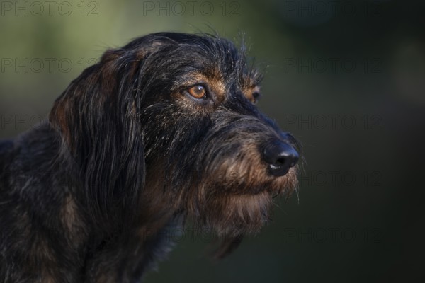 Rough-haired dachshund (Canis lupus familiaris) male, 4 years, animal portrait, attentive, Stuttgart, Baden-Württemberg, Germany